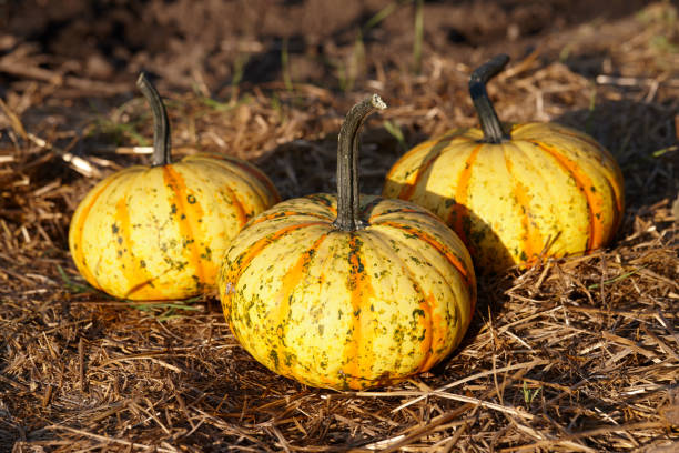 istock Beautiful pumpkins on stack of hay at sunset 1172076272