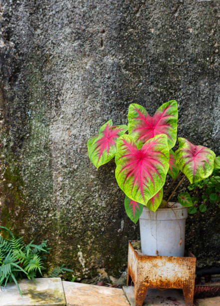 Lovely Caladium plant in a bucket against a gray concrete wall