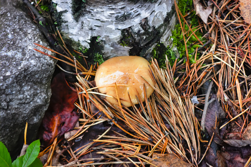 Xerocomus badius mushroom is growing in the forest.
