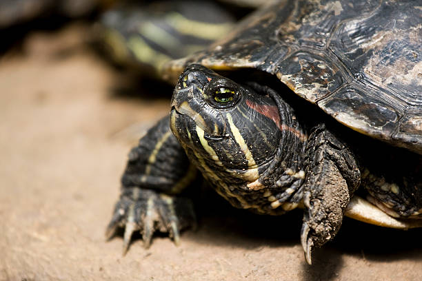 istock Dinky Tortois 117207917