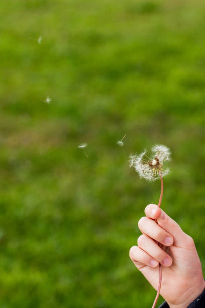 istock Dandelion seeds blowing away across a fresh green background 1172079510
