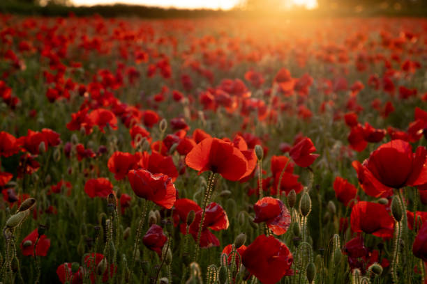 ゴールデンポピーフィールド - poppy field red flower ストックフォトと画像