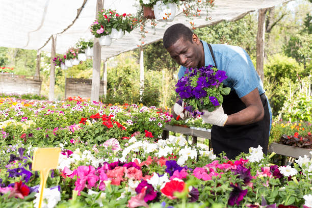 istock Man florist working in greenhouse 1172081012