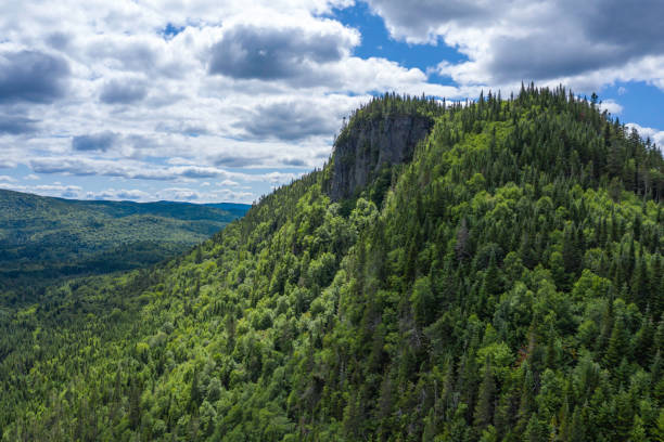 istock Aerial View of Boreal Nature Forest in Summer 1172083337