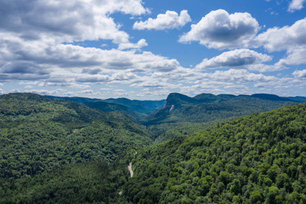 istock Aerial View of Boreal Nature Forest in Summer 1172083341