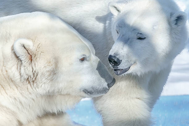 istock Portrait of a polar bear close 1172084409