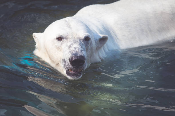 istock Portrait of a polar bear close 1172084791