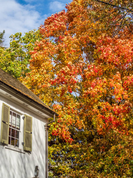 istock Element of the house and colored fall foliage tree 1172085148