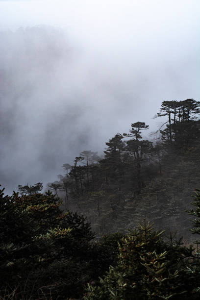 floresta em montanhas com névoa, parque nacional de singalila, india. imagem vertical. - vertical forest national forest woods - fotografias e filmes do acervo