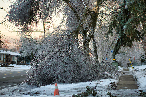 Frozen tree collapses and takes down power lines. This photo was taken after the 2013 ice storm in Toronto which result in a major power outage that lasted several days.