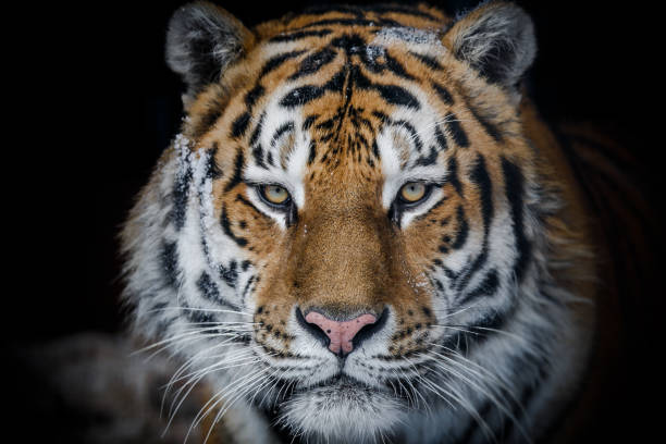 istock Portrait of a tiger close 1172087598