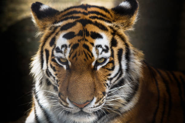 istock Portrait of a tiger close 1172087639