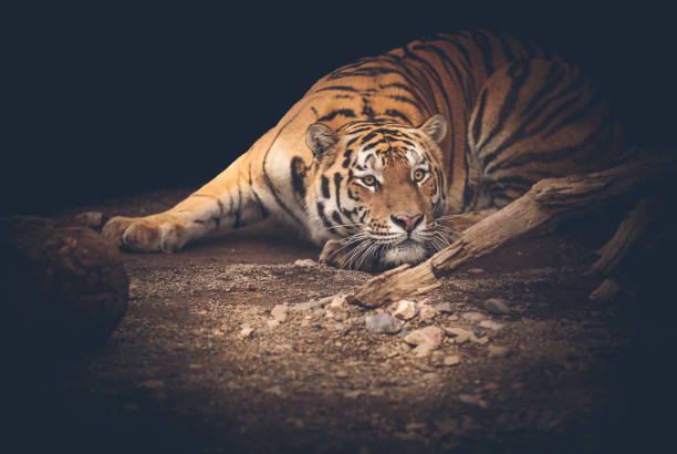 istock Portrait of a tiger close 1172087980