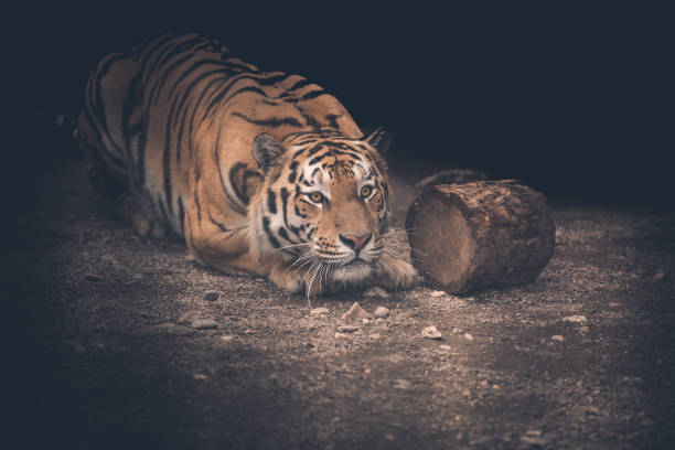 istock Portrait of a tiger close 1172087982