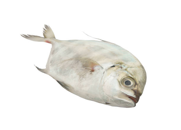 istock Malabar trevally fish isolated on white 1172089960