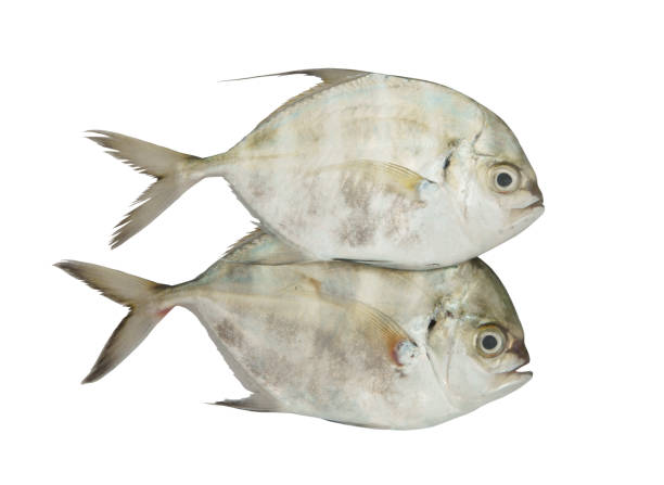 istock Malabar trevally fish isolated on white 1172090023