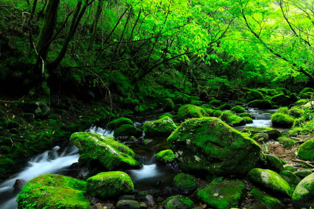 istock Akita Prefecture Summer Stream 1172090474
