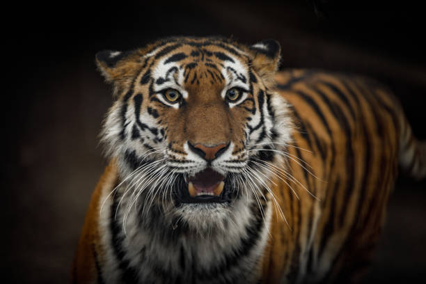 istock Portrait of a tiger close 1172090540