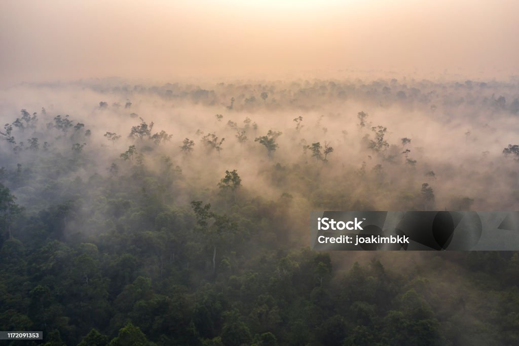 Misty sunrise over the rainforest of Borneo Kalimantan in Indonesia Drone aerial view of a misty sunrise on the island of Borneo (Kalimantan) over preserved rainforest. Unfortunately this mist is caused by smoke coming from slash and burn fires occurring most of the time during the dry and hot season. Kalimantan remains a hotspot place such as the Amazon where heavy deforestation happens on a daily basis. Climate Change Stock Photo
