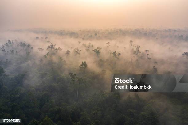 Misty Sunrise Over The Rainforest Of Borneo Kalimantan In Indonesia Stock Photo - Download Image Now