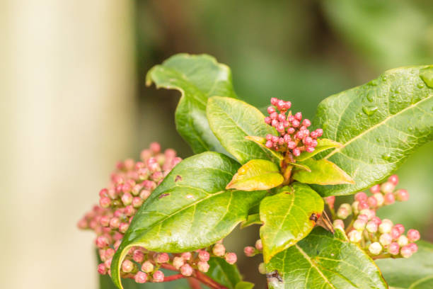 istock Flower Garden Plants In Botanical Gardens 1172096040