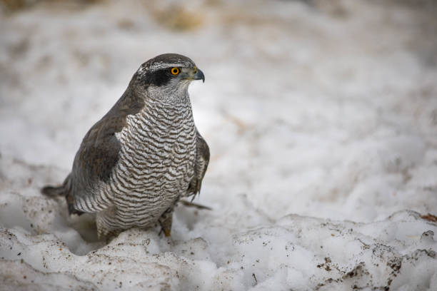 istock Portrait of birds in nature 1172096351