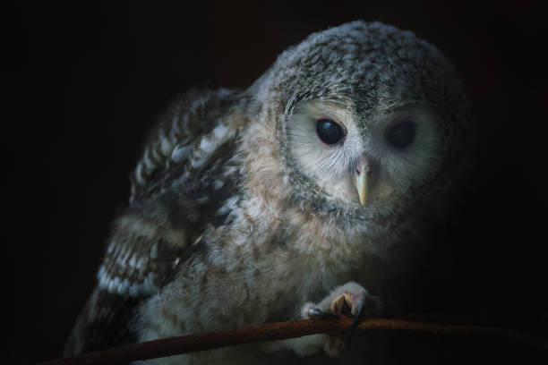 istock Portrait of birds in nature 1172096604