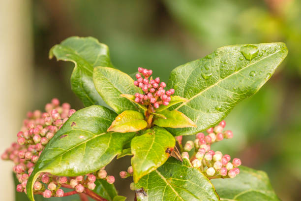 istock Flower Garden Plants In Botanical Gardens 1172097697