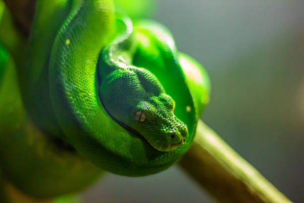 pitone albero verde - green tree python foto e immagini stock