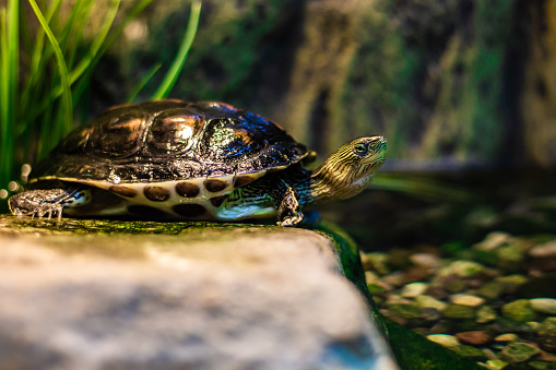A northern map turtle has climbed up on a rock in its terrarium, showing its slick, wet shell.