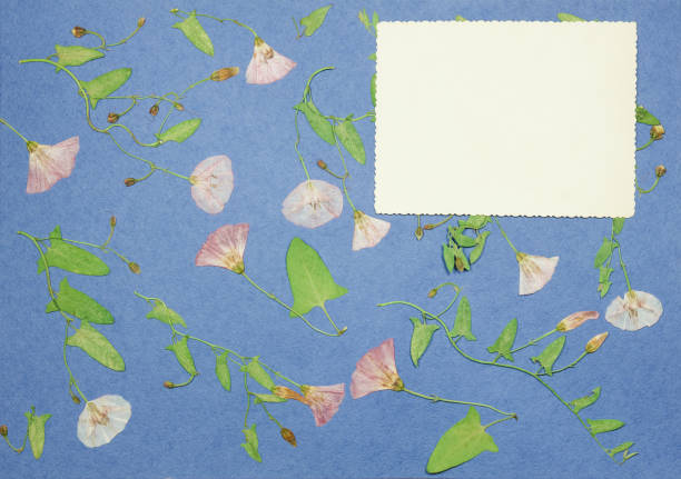 Page from an old photo album blue color. Scrapbooking element decorated with leaves, flowers and petals wild flowers. Rustic, country style album page in scrapbook with frames for photo.