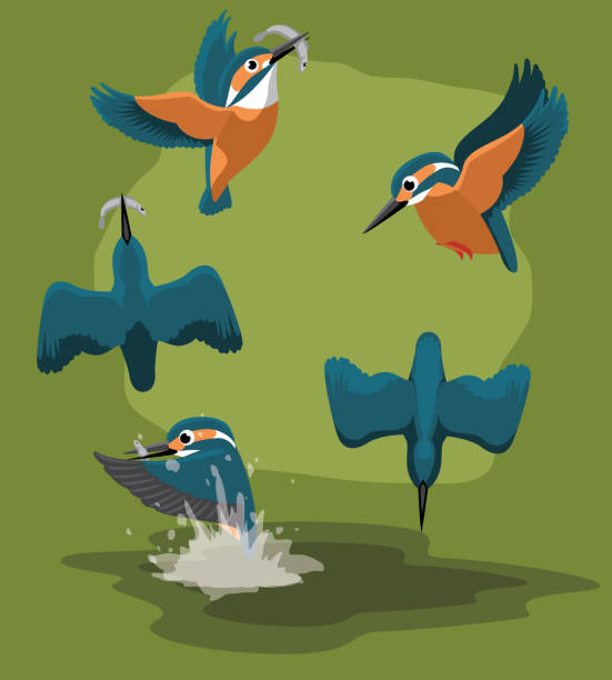 ilustrações, clipart, desenhos animados e ícones de kingfisher captura peixes cartoon vector animação seqüência - guarda rios