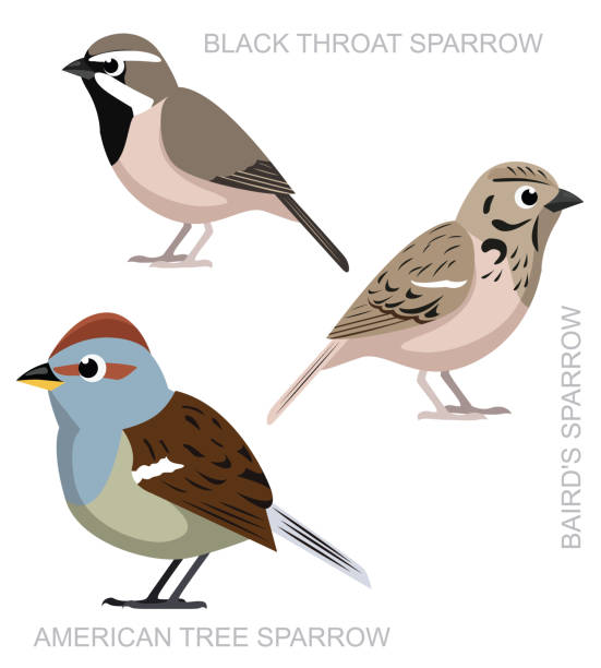 stockillustraties, clipart, cartoons en iconen met schattige vogel zwarte keel sparrow set cartoon vector - house sparrow