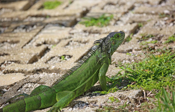 istock Green Iguana walking the path close up 1172105547