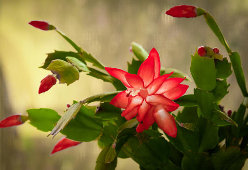 Close-up of blooming red Christmas cactus against yellow background