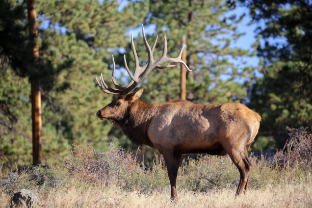 istock Bull Elk closeup with large antlers 1172108728