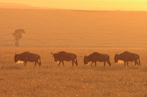 istock Masai Mara sunrise and wildebeests 1172110611