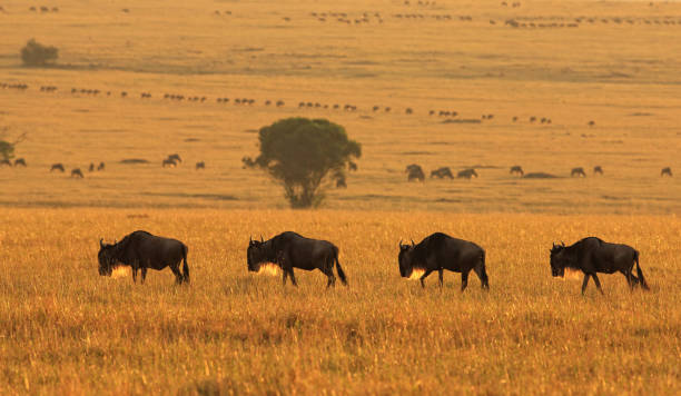 istock Masai Mara sunrise and wildebeests 1172110619