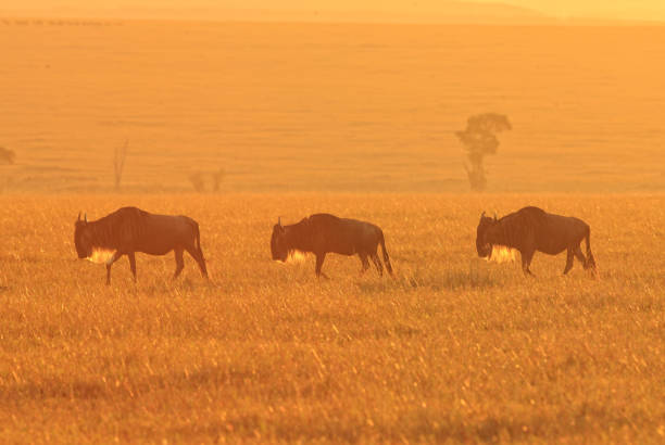 istock Masai Mara sunrise and wildebeests 1172110621