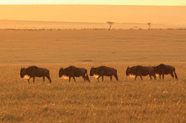istock Masai Mara sunrise and wildebeests 1172110664