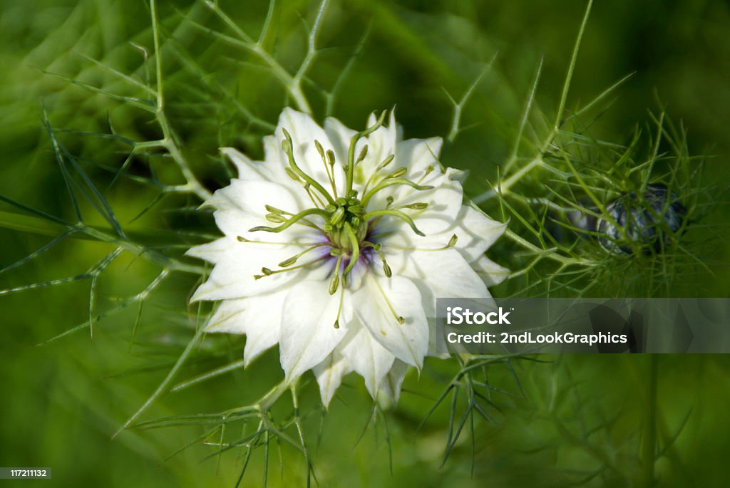 Nigella Flor - Royalty-free Beleza natural Foto de stock