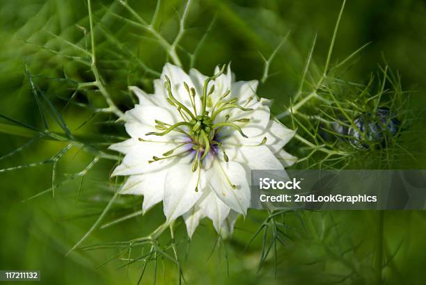 Nigella Flor - Fotografias de stock e mais imagens de Beleza natural - Beleza natural, Botão - Estágio de flora, Branco