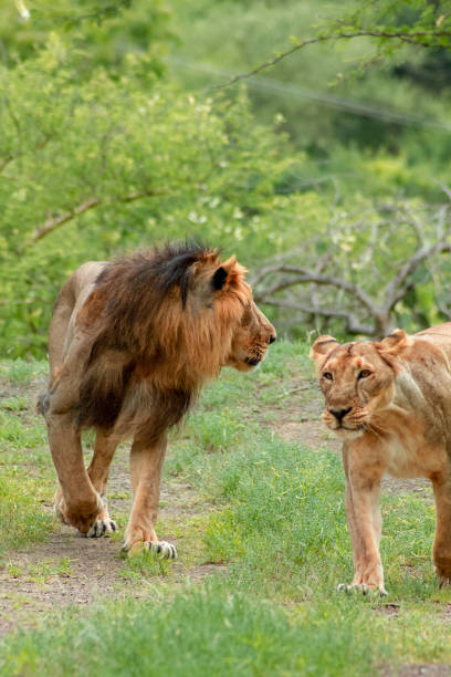 Asiatic lion and Lioness Lion and Lioness get walk asian lion stock pictures, royalty-free photos & images