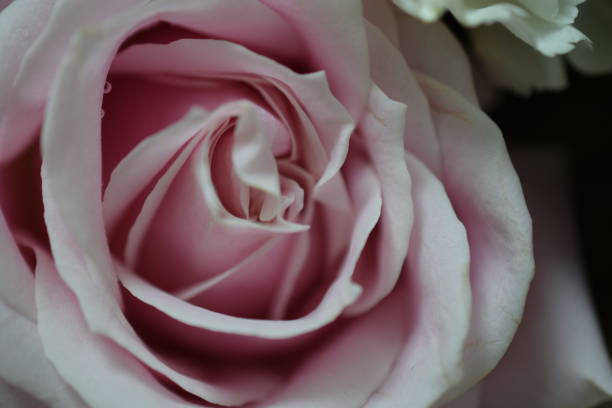 istock Close up beautiful Pink  rose flower bouquet 1172111580