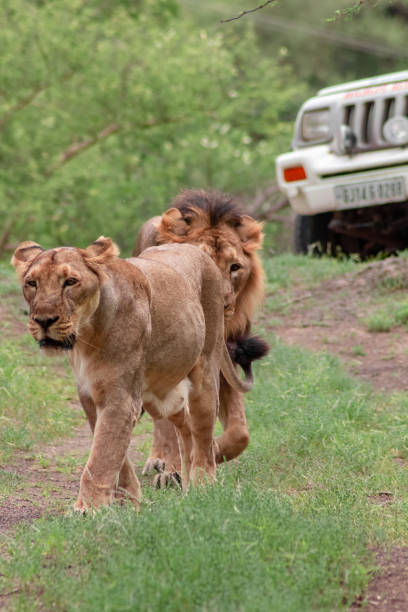 istock Queen lioness leads lion 1172111667