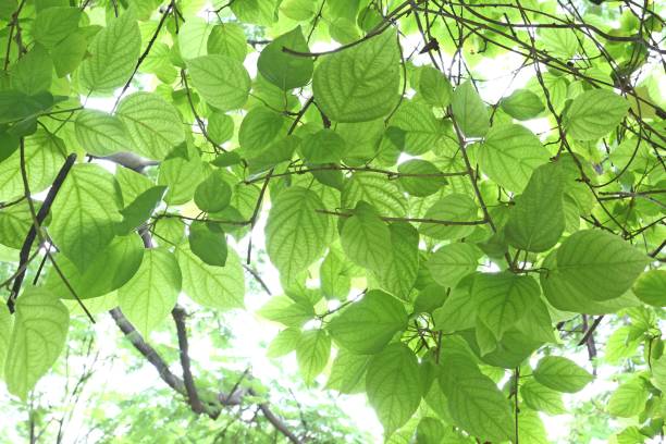 istock Closeup nature view of green leaf 1172111960