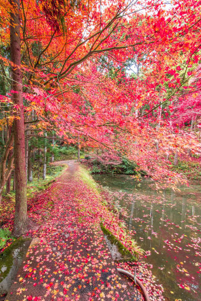 istock Autumn scenery like Japan 1172112599
