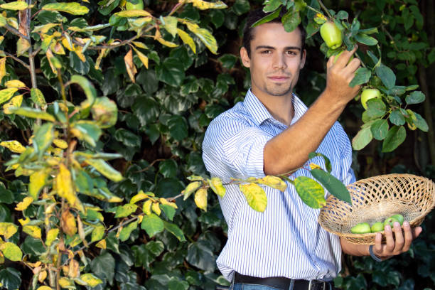 istock Handsome farmer picking green apples from tree with basket and looking at camera 1172114151