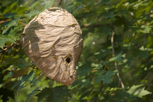 This hornets' nest has the shape of an alien head.
