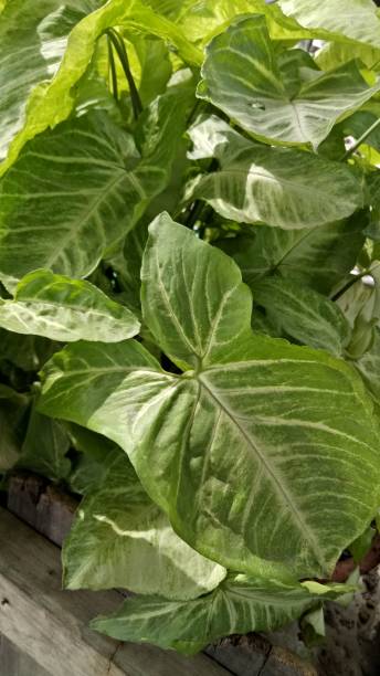 istock Green leaves background and nature 1172115388